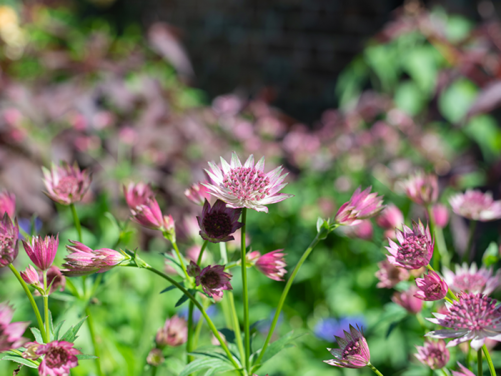Astrantia major- purple flower