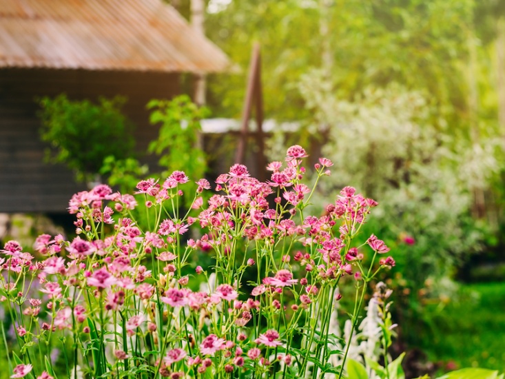 What You Need to Do in the Garden in June