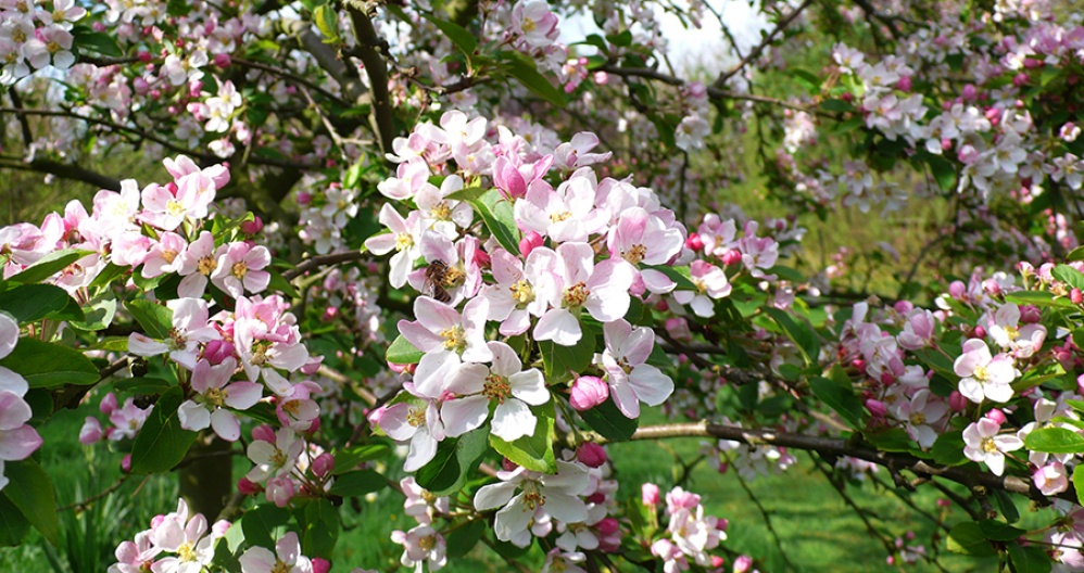 Step into Spring