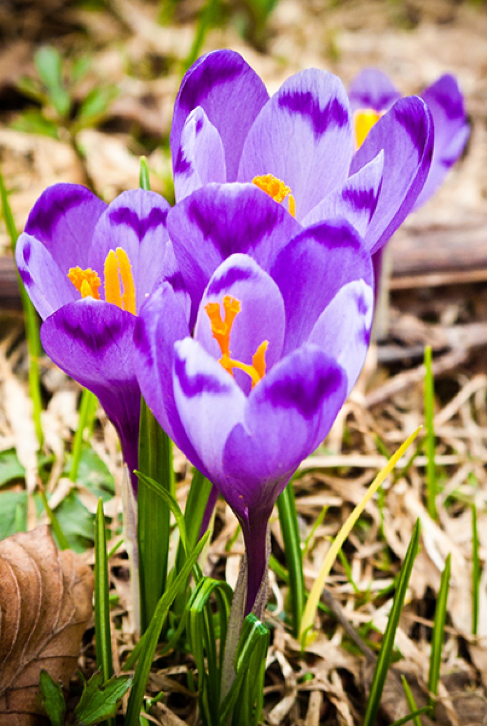 Step into Spring