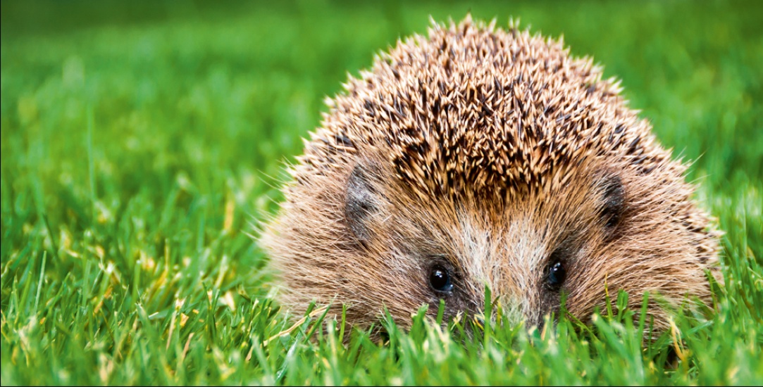 The Gardeners Friend: Hedgehogs