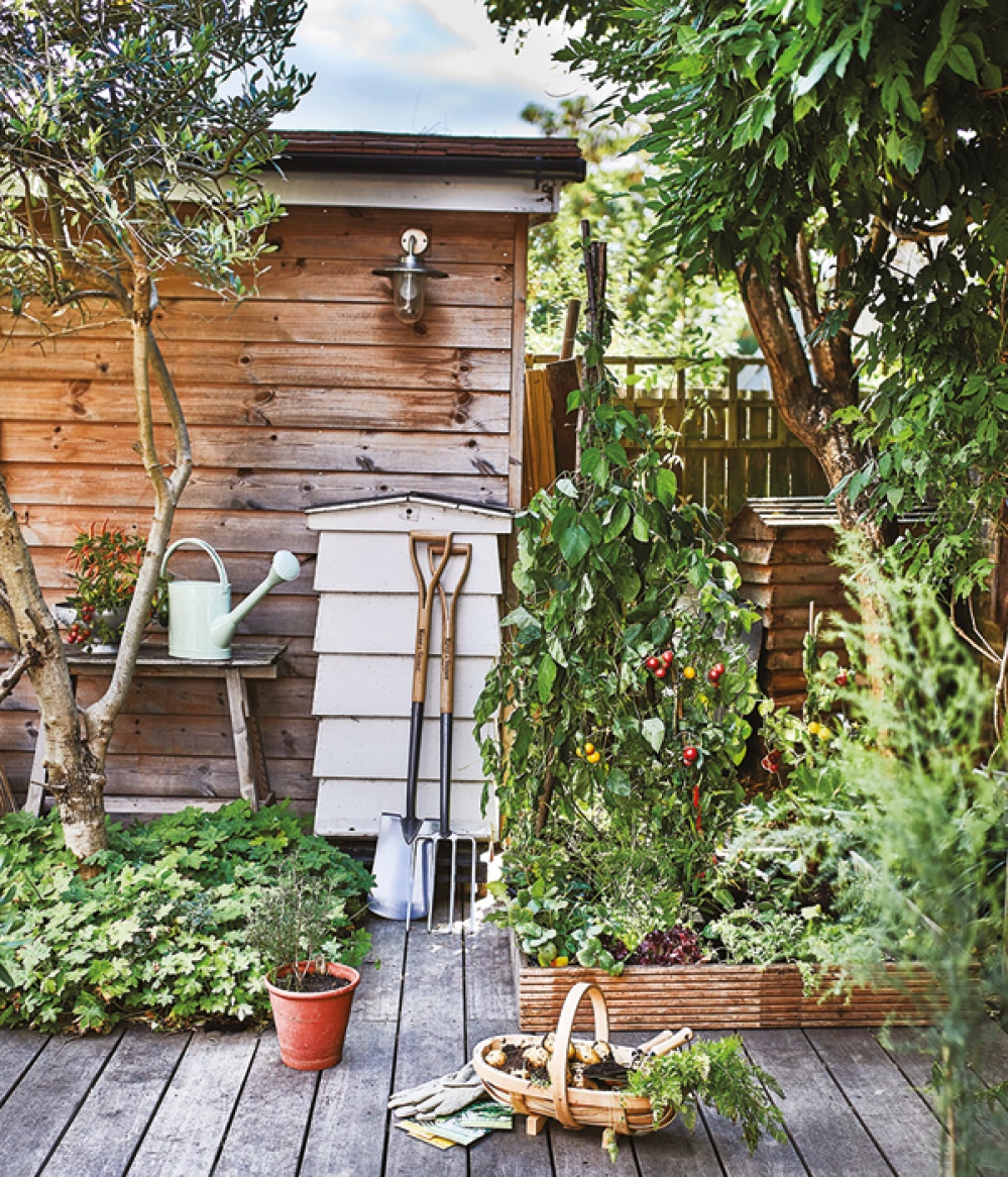 allotment with shed, veg growing, trees, fork and shovel, watering can and plants