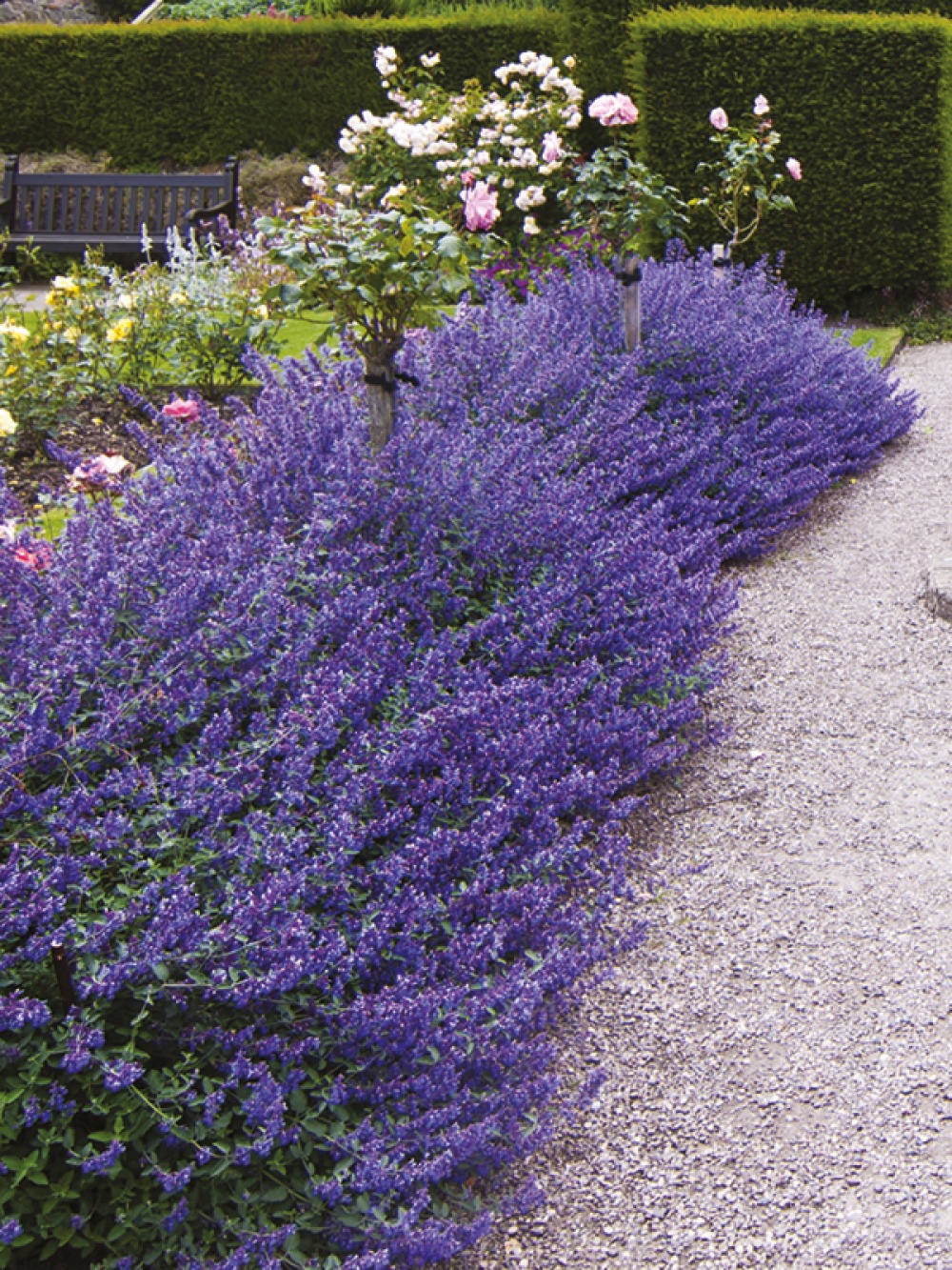 lavender row