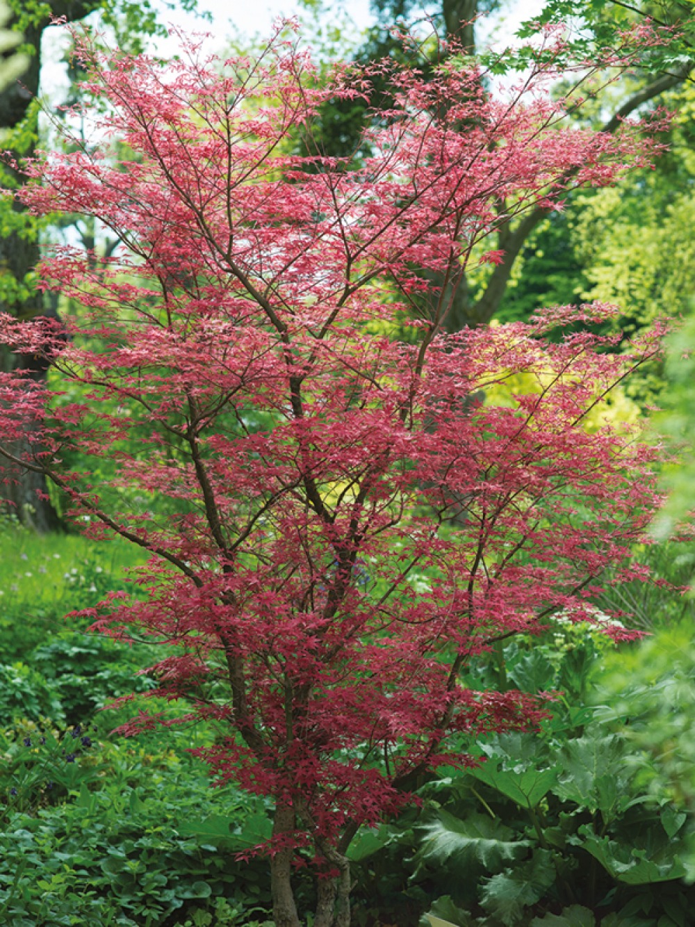 Acer palmatum