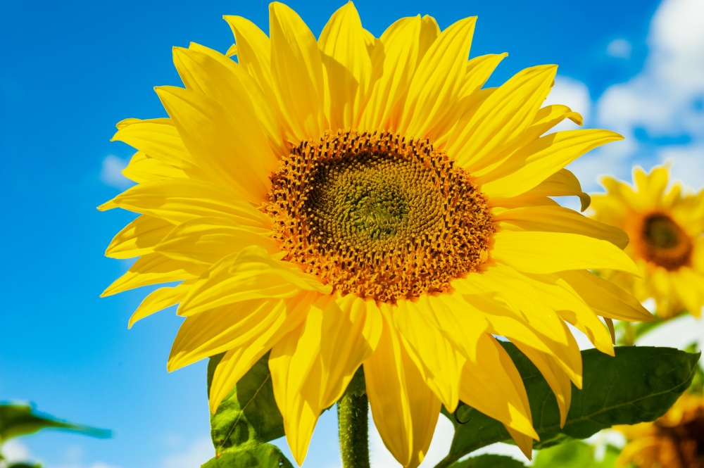 Sunflower
