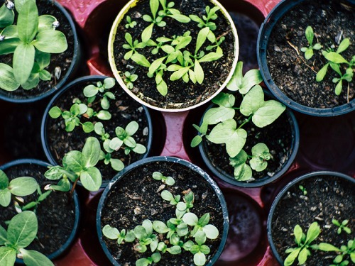 Top Tips For Looking After Your Allotment