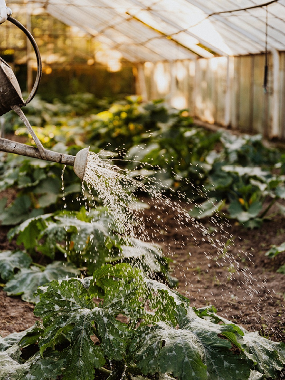 watering leaves, Pexels