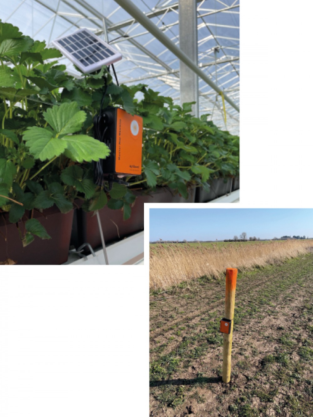 Agrisound in greenhouse and field