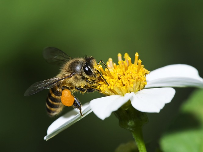 bee on flower