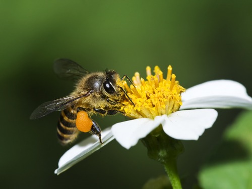 How AgriSound Are Helping to Save our Bees and Restore the UK's Biodiversity