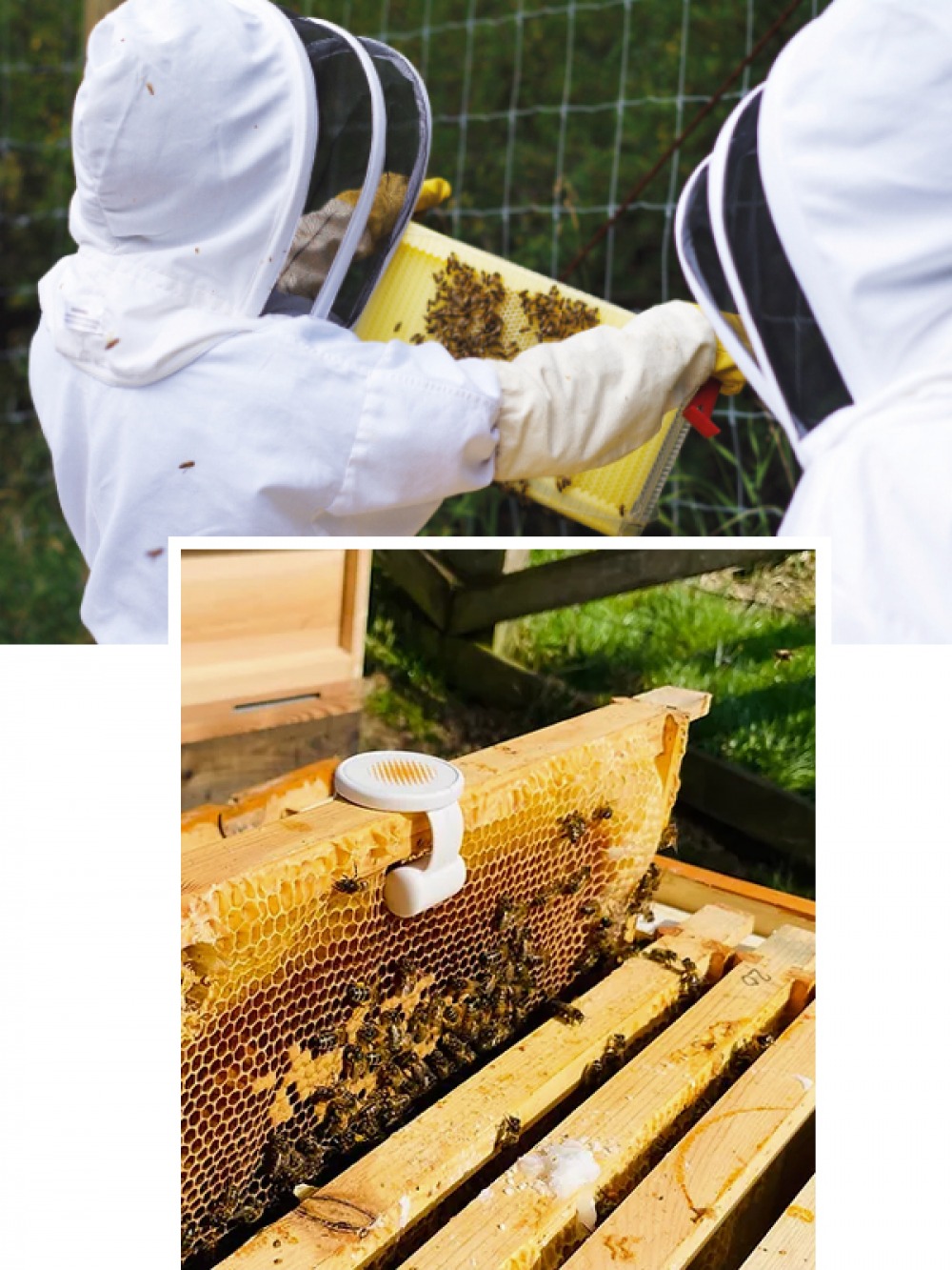 bee keeper