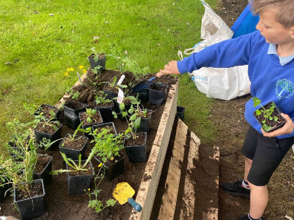child learning how to plant flowers