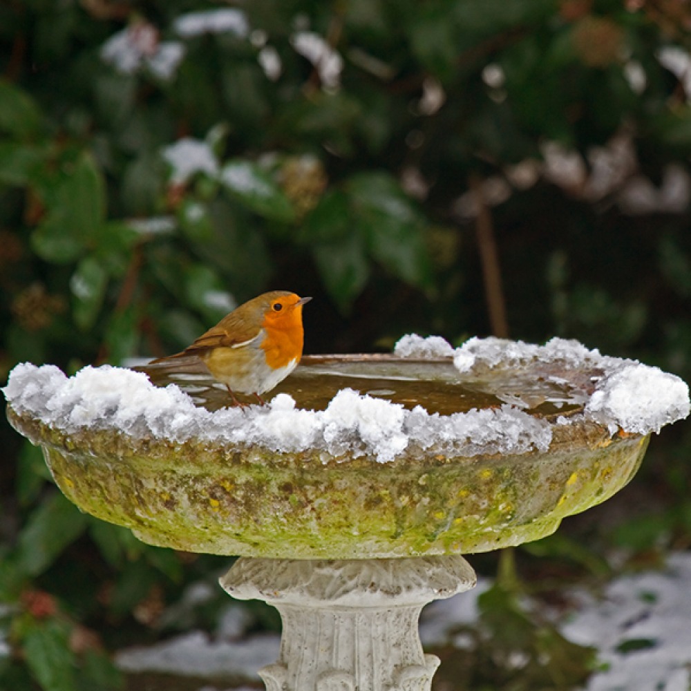 robin bird bath