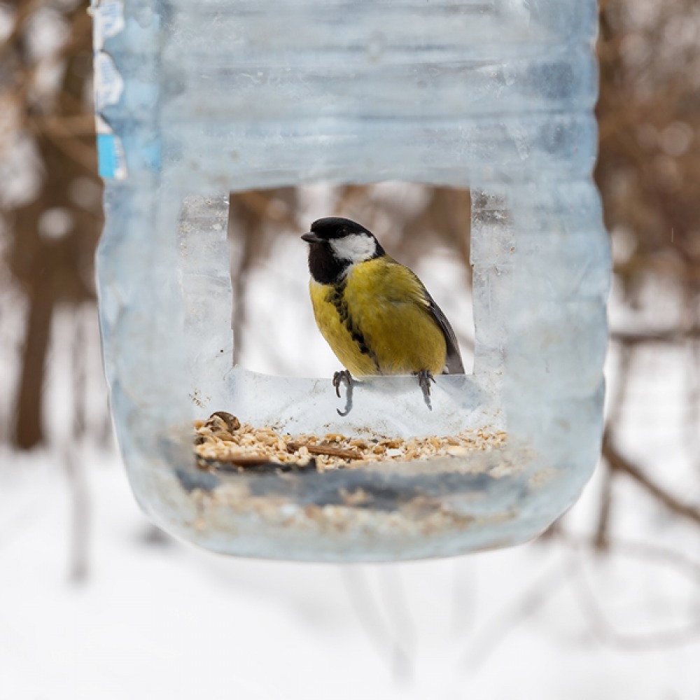 bird feeding