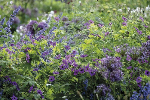 How to Choose Which Plants to Grow in Your Garden