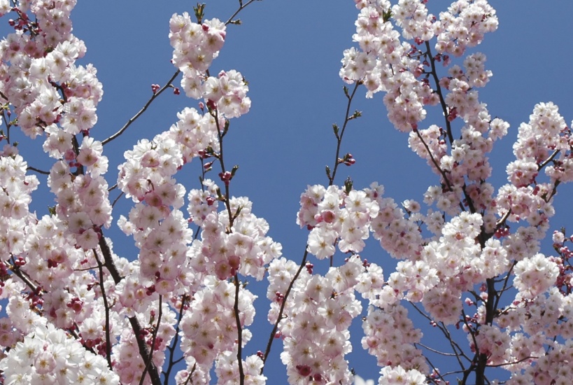 Cherry Blossom Tree © Jenny King | Dreamstime.com