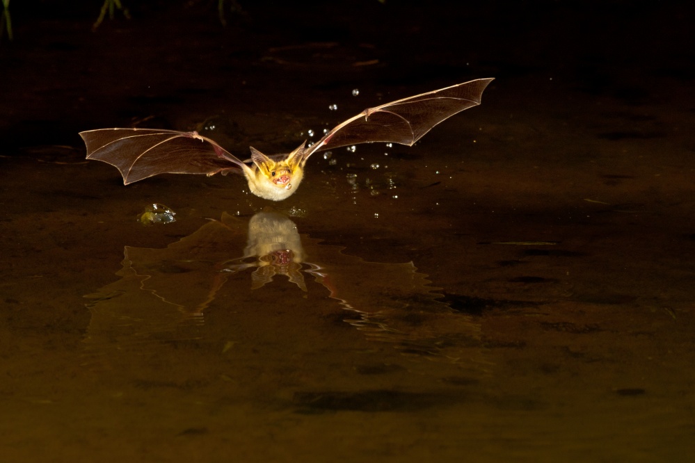 Bat, Dreamstime