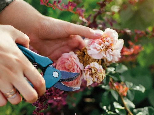Top 10 Tips for Taking Care of your Garden While you're on Holiday