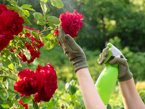 What to Do When Garden Pests Also Love Your Favourite Plants