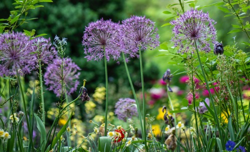 Green Therapy: How Gardening Can Help Improve Physical and Mental Wellbeing