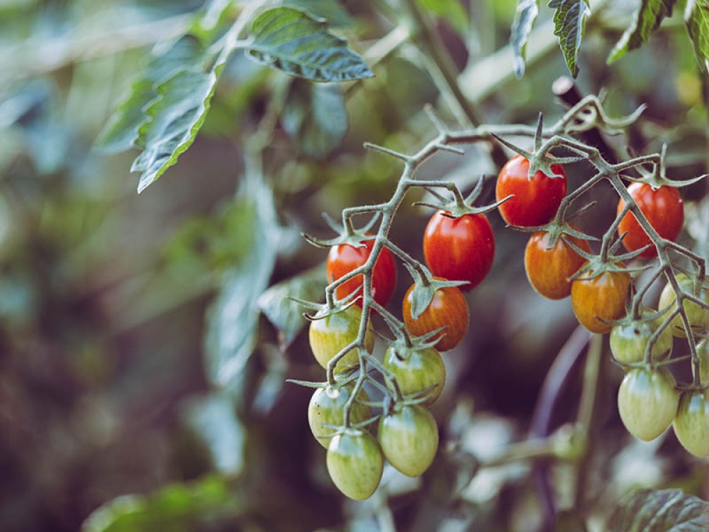 Tomatoes
