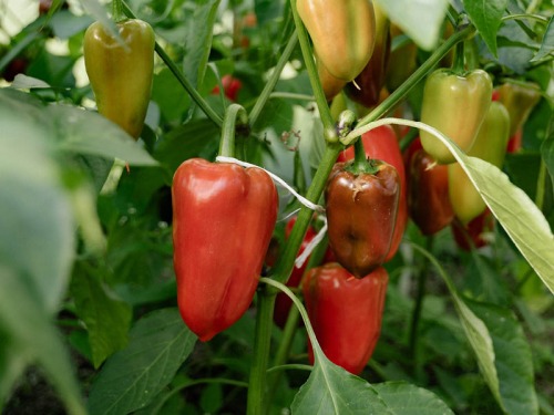 Save Some Pennies: The Best Fruit and Vegetables to Grow in Containers