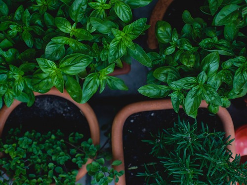 Home-Grown Garnish For Your Cocktails