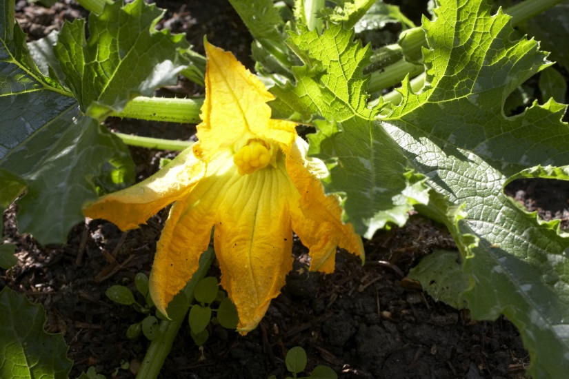 How to Grow Your Own Food in a Small Space