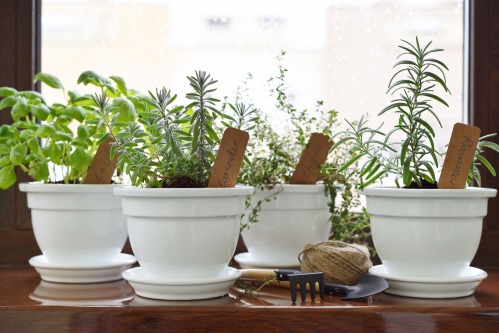 Seven Helpful Hacks for Growing Herb Gardens