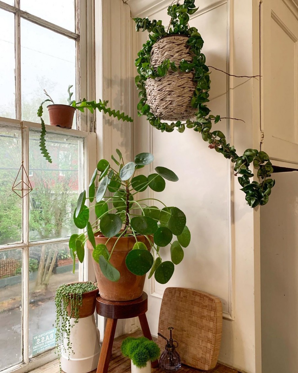 Essential Living - Cheese Money Plant