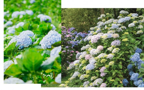 How to: Buying, Planting and Growing Hydrangeas