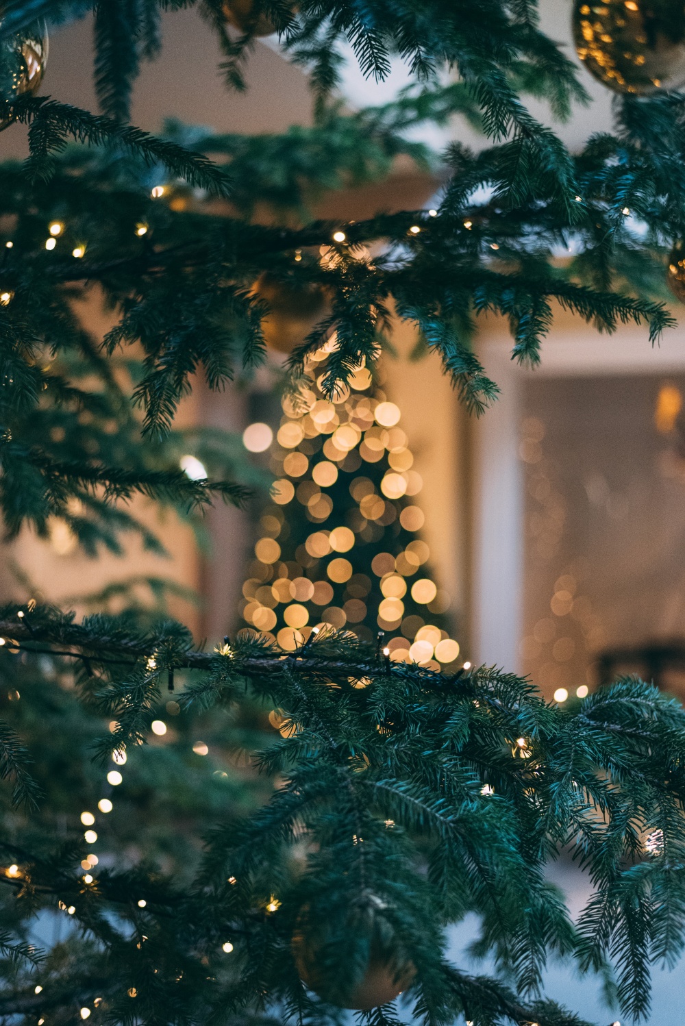 Tree-mendous Tips for Conifer Care to Where to Pick The Perfect Tree