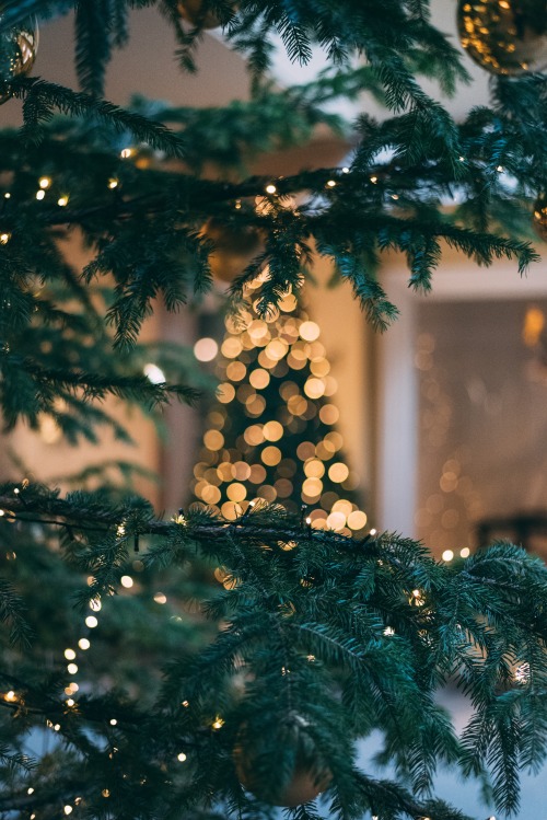 Tree-mendous Christmas Tree Tips and Where to Pick The Perfect Tree