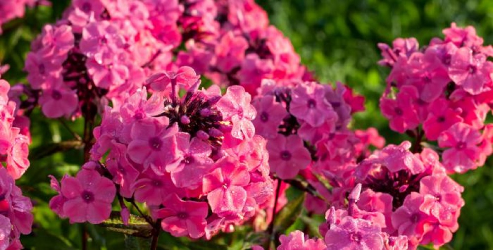 Pink flowers