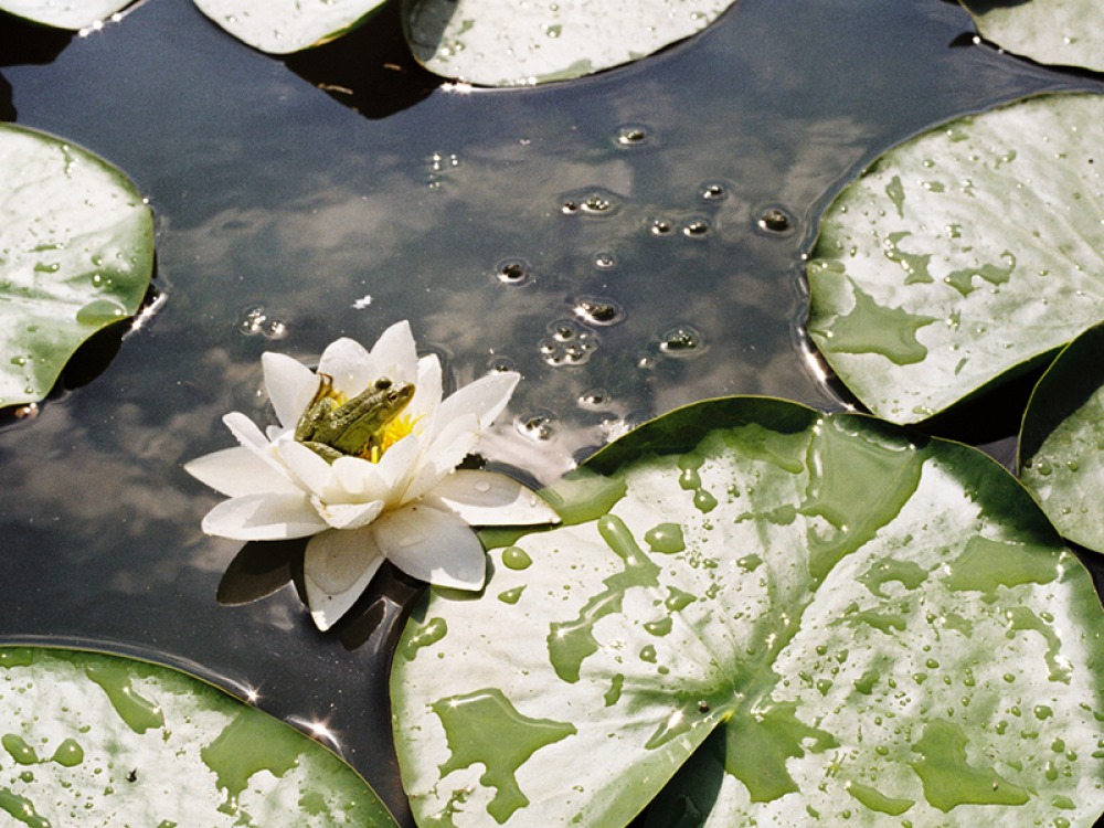 pond frog sat on a lilie pad