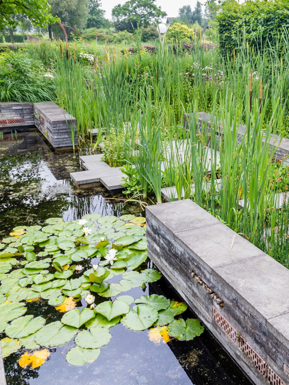 garden pond filled with plants