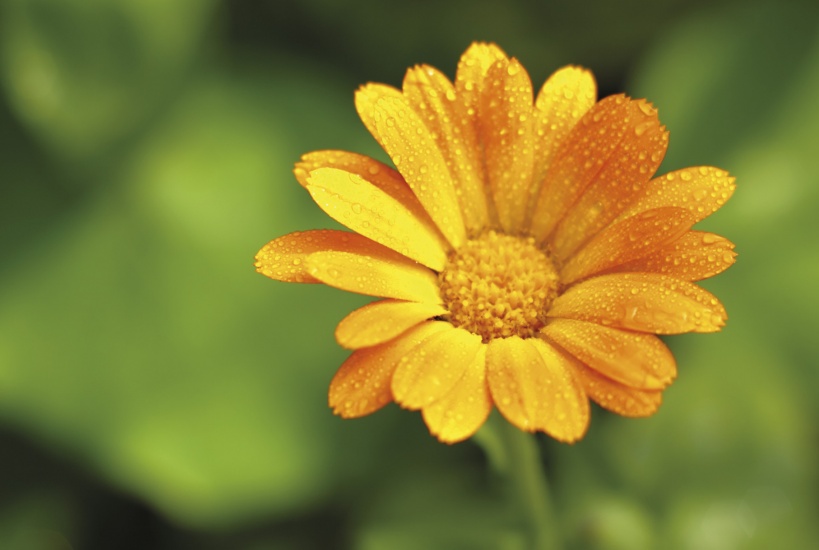 Pot Marigold flower © Buccaneer | Dreamstime.com