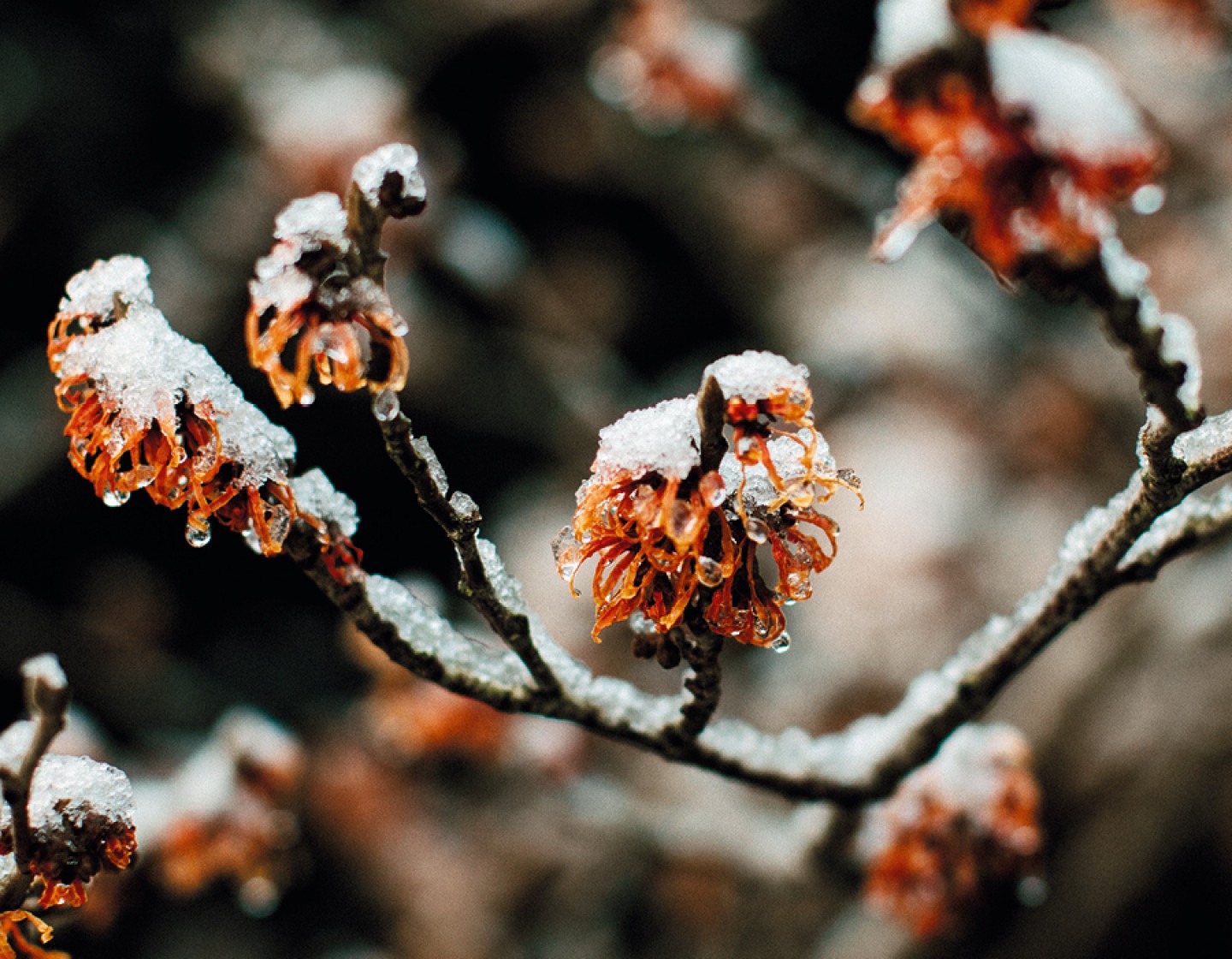Ice on Flowers