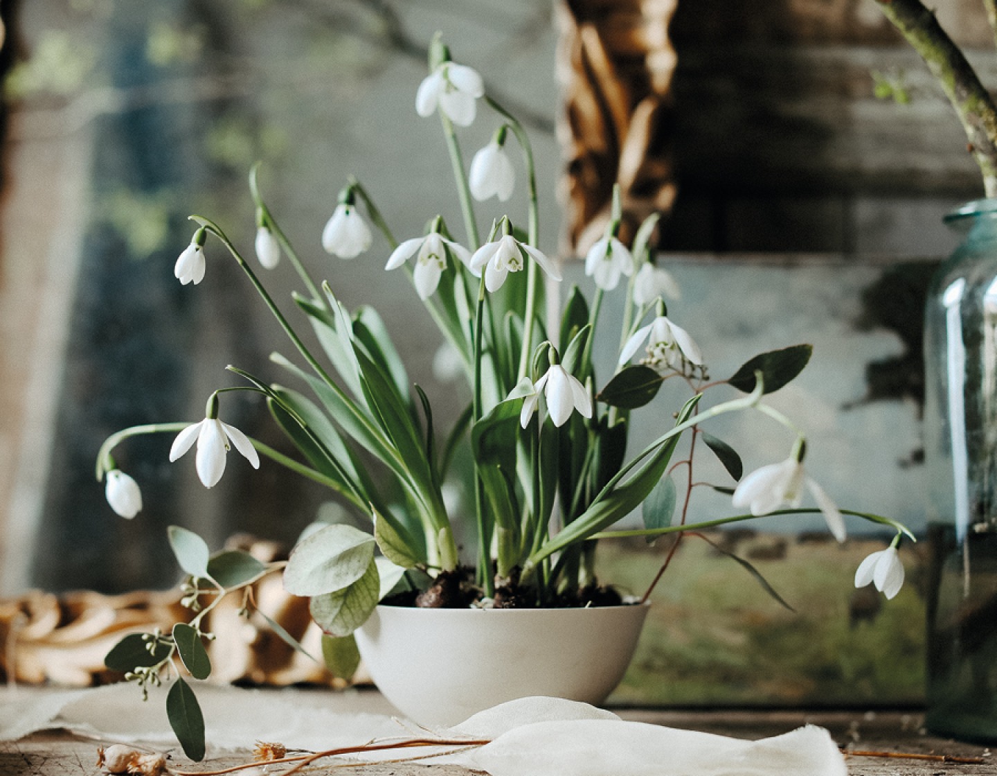 Snow drops