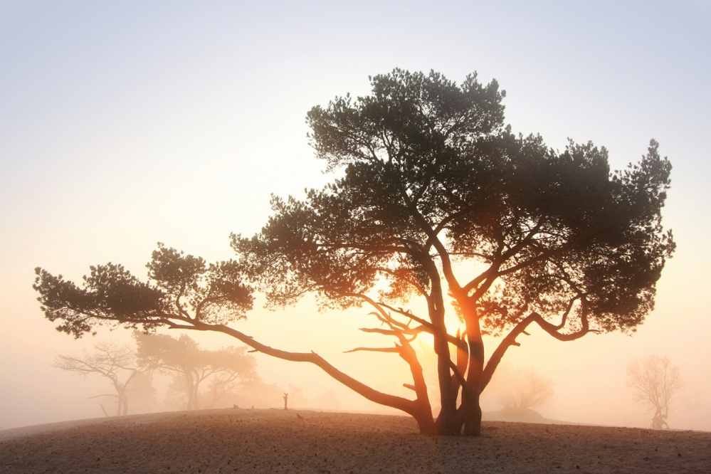 Large Tree