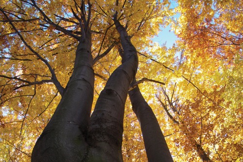 Established Tree