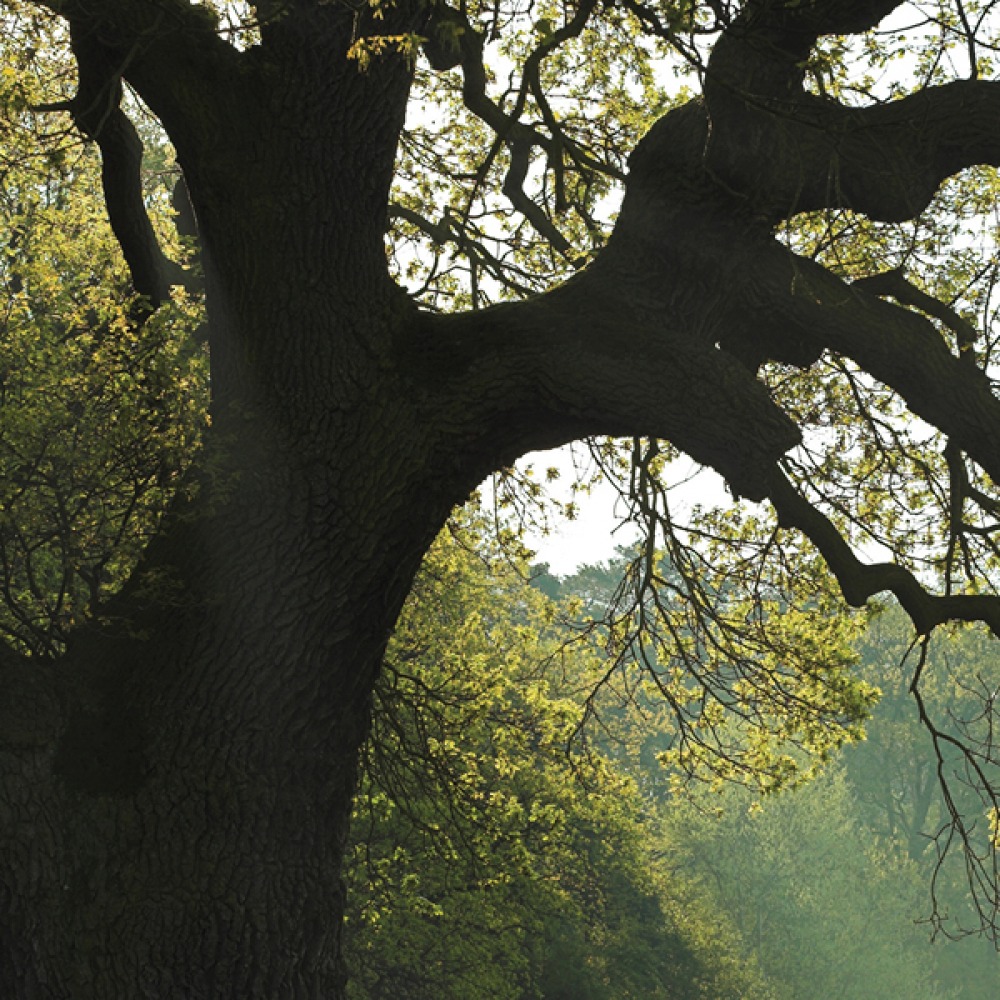 Large Tree