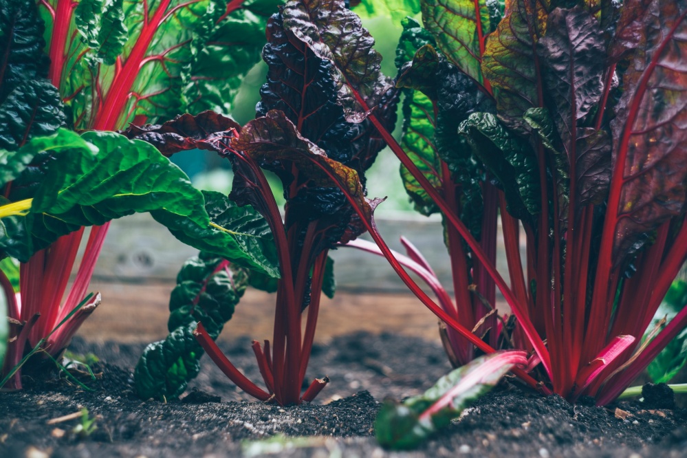 Vegetable gardens