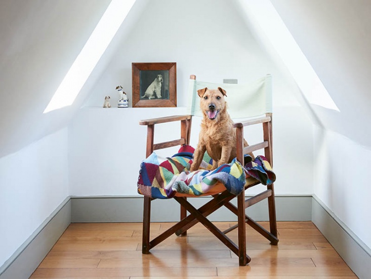 Design-Led Home Made Room for Dogs