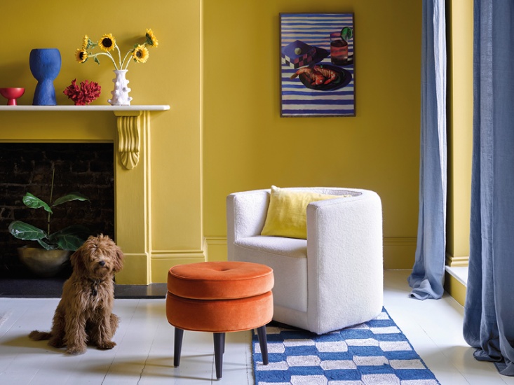 Dog sitting next to an orange stool and white chair, I a room with yellow walls and blue curtains and accessories