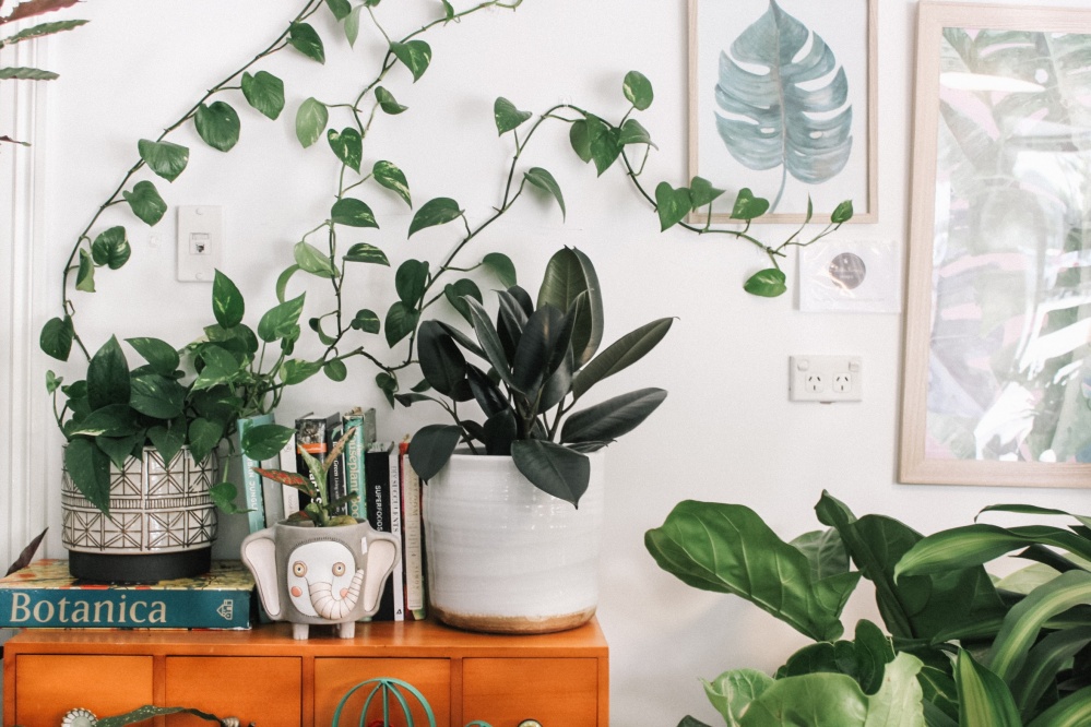 House plants