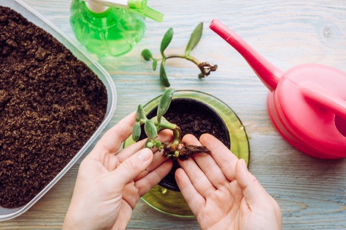 How Houseplants Can Help You Stay Healthy at Home
