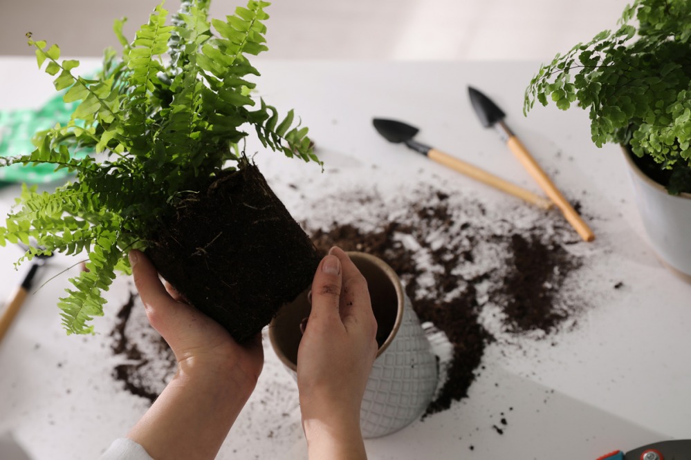 Boston Fern