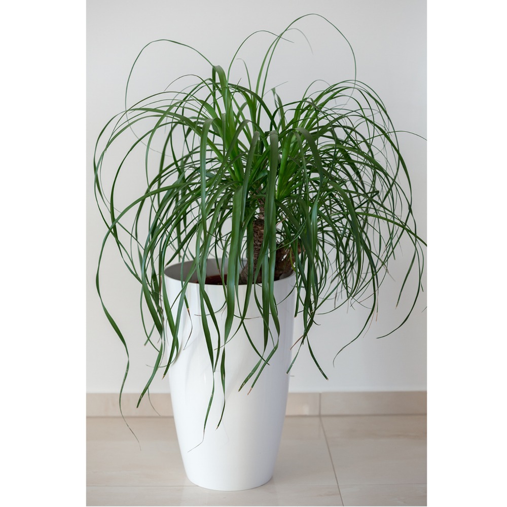 Ponytail Palm