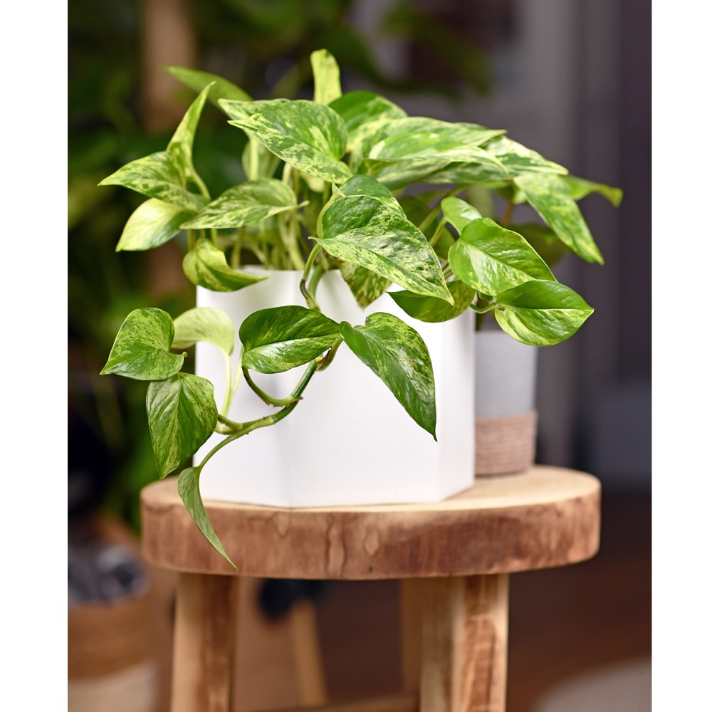 Pothos